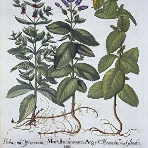 Horsemint and Spearmint, from Hortus Eystettensis, by Basil Besler (1561-1629), pub