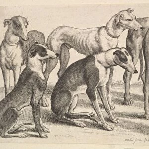 Six Hounds, 1646. Creator: Wenceslaus Hollar