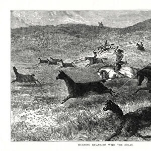 Hunting Guanacos with the Bolas, South America, 1877