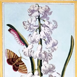 Hyacinth, pub. 1776. Creator: Pierre Joseph Buchoz (1731-1807)