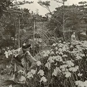In An Iris Garden, 1910. Creator: Herbert Ponting