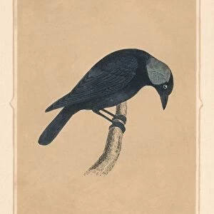 Jackdaw, (Corvus monedula), c1850, (1856)