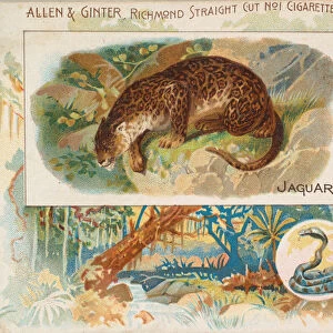 Jaguar, from Quadrupeds series (N41) for Allen & Ginter Cigarettes, 1890