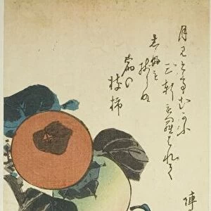 Japanese white-eye and persimmons, 1830s. Creator: Ando Hiroshige
