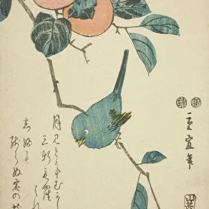 Japanese white-eye and persimmons, c. 1847/52. Creator: Utagawa Hiroshige II