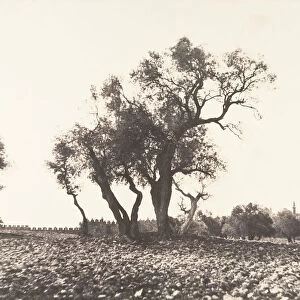 Jerusalem, Chemin de Naplouse, 1854. Creator: Auguste Salzmann