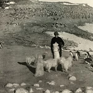 Joyce and the Dogs in the Penguin Rookery, c1908, (1909)