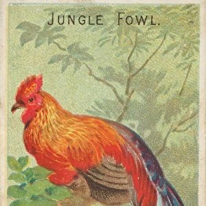 Jungle Fowl, from the Birds of the Tropics series (N5) for Allen &