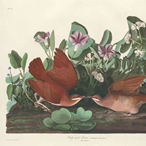 Key-west Dove, 1833. Creator: Robert Havell