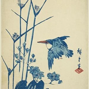 Kingfisher and monochoria, c. 1830/44. Creator: Ando Hiroshige