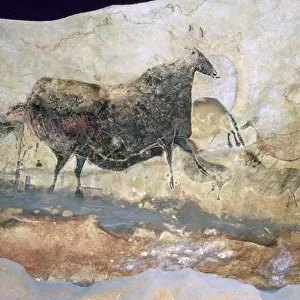 La Scaux cave painting of Aurochs