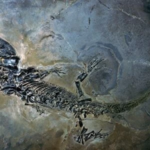 Labyrinthodontier fossil