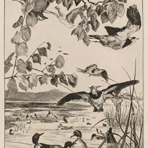 Lapwings and Teals, 1862. Creator: Felix Bracquemond (French, 1833-1914)