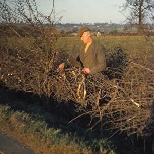Laying a Hedge using a Billhook, Yorkshire, England, c1960. Artist: CM Dixon