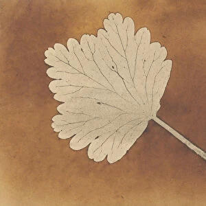 [Leaf], ca. 1840. Creator: William Henry Fox Talbot
