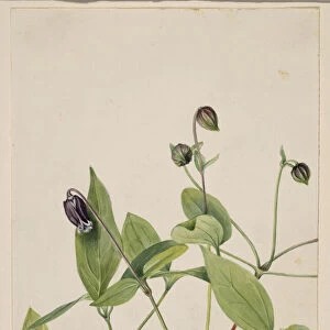 Leather Flower (Clematis viorna), 1920. Creator: Mary Vaux Walcott