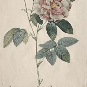 Les Roses: Rosa Gallica, 1817-1824. Creator: Henry Joseph Redoute (French, 1766-1853)