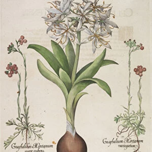 Lilio Narcissus Hemerocalli, 1613. Creator: Besler, Basilius (1561-1629)