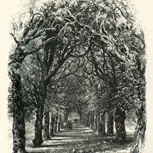 The Lime Walk, Trinity, c1870
