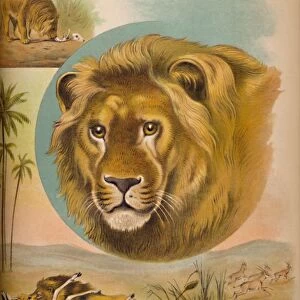The Lion, c1900. Artist: Helena J. Maguire
