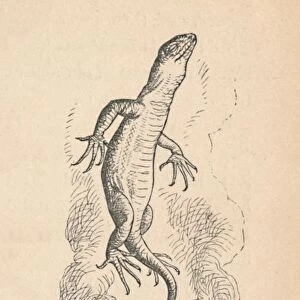 The Lizard, 1889. Artist: John Tenniel