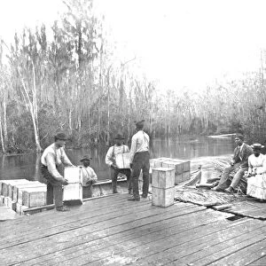 Loading oranges on the Ocklawaha River, Florida, USA, c1900. Creator: Unknown