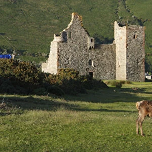 Lochranza Castle, Arran, North Ayrshire, Scotland