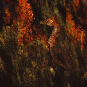 Long-snouted seahorse, (Hippocampus Guttulatus), 20th century. Artist: CM Dixon