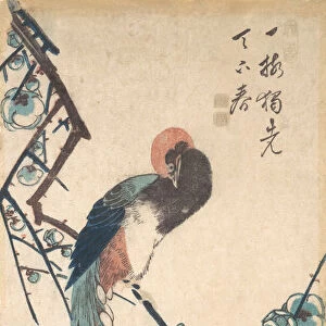 Long Tailed Bird. Creator: Ando Hiroshige