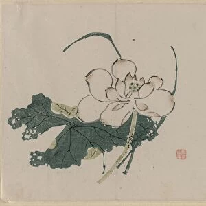 Lotus Blossom, 1368-1644. Creator: Unknown