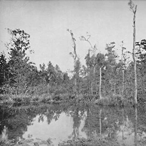 A Louisiana Swamp, c1897. Creator: Unknown