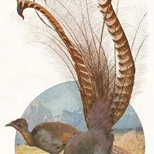 Lyre Birds, 1911, (1911). Artist: Louis Fairfax Muckley