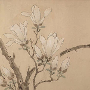 Magnolia, dated 1549. Creator: Unknown