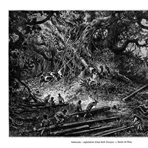 Mahogany tree logging, Guatemala, 19th century. Artist: Edouard Riou