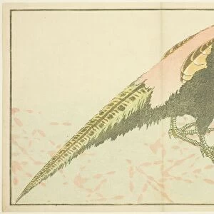 Male Pheasant, from The Picture Book of Realistic Paintings of Hokusai (Hokusai)