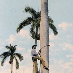A man climbing a palm tree, Cuba, 1911