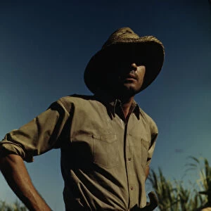 Man in a sugar-cane field during harvest, vicinity of Rio Piedras? Puerto Rico, 1941 or 1942. Creator: Jack Delano