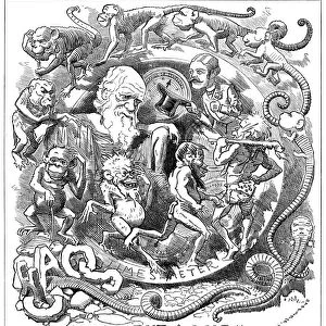 Man is but a Worm, cartoon from Punch showing evolution from worm to man, 1881