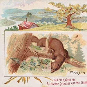Marten, from Quadrupeds series (N41) for Allen & Ginter Cigarettes, 1890