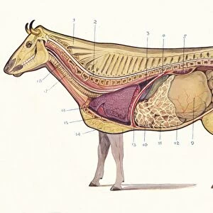 Median section of a cow, showing principal organs of digestion, etc, c1905 (c1910)