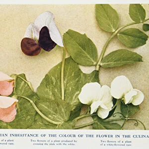 Mendelian inheritance of colour of flower in the culinary pea, 1912