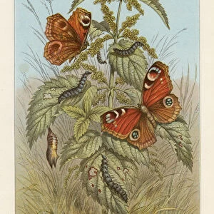 Metamorphoses of the Peacock butterfly, 1888. Artist: Thomas Brown