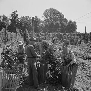 Migratory field workers in hop field, near Independence, Oregon, 1939. Creator: Dorothea Lange