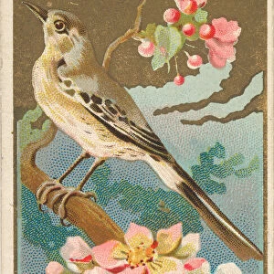 Mockingbird, from the Birds of America series (N4) for Allen &