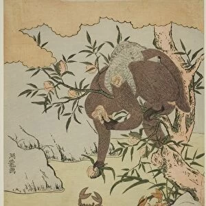 Monkey playing with crabs, c. 1772. Creator: Isoda Koryusai