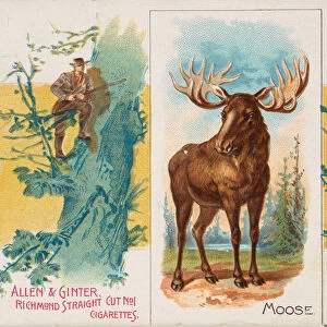 Moose, from Quadrupeds series (N41) for Allen & Ginter Cigarettes, 1890