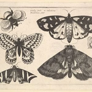 Three moths, two butterflies and a bumble bee, 1646. Creator: Wenceslaus Hollar