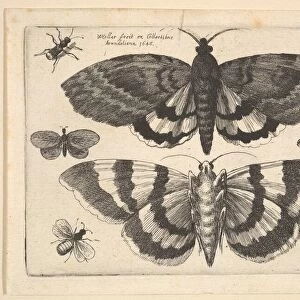 Two moths and six Insects, 1645. Creator: Wenceslaus Hollar