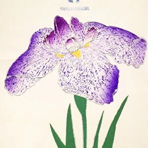 Nanakomachi, No 21, 1890, (colour woodblock print)