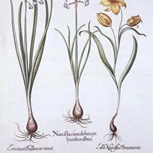 Narcissus, Tulip and Summer Snowflake, from Hortus Eystettensis, by Basil Besler (1561-1629)